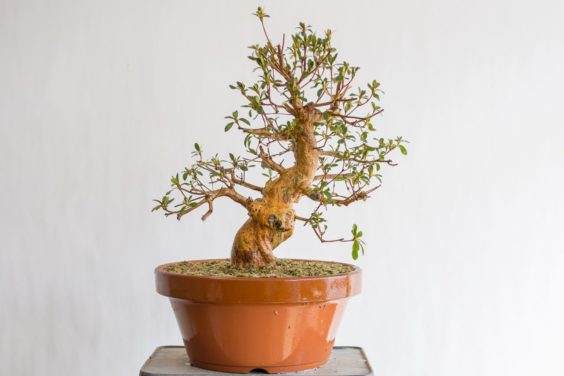 图解 对裸根小月杜鹃盆景怎么翻盘的方法