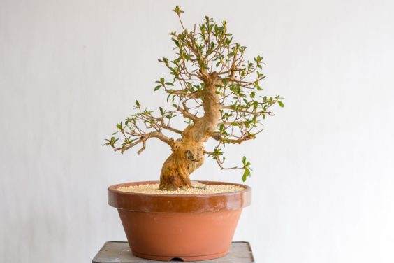 用鹿沼土给盆景翻盆后