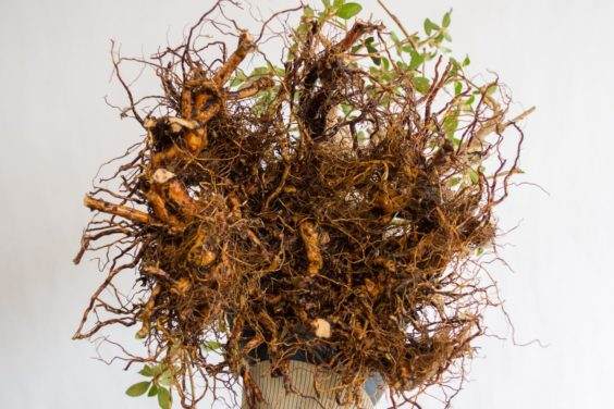 从下面看到的大根和小根的根球