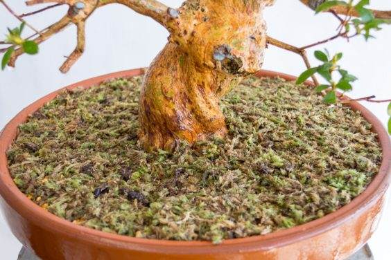 盆景上的山苔藓