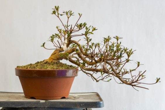 小月杜鹃盆景 - 桃花