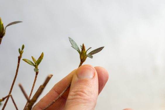 杜鹃花盆景的花蕾