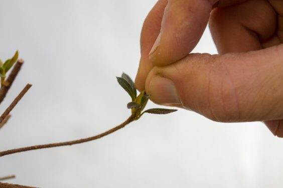 抓住杜鹃花盆景的萌芽