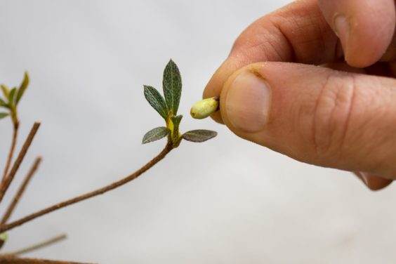 图解 如何修剪小月杜鹃花盆景的花蕾