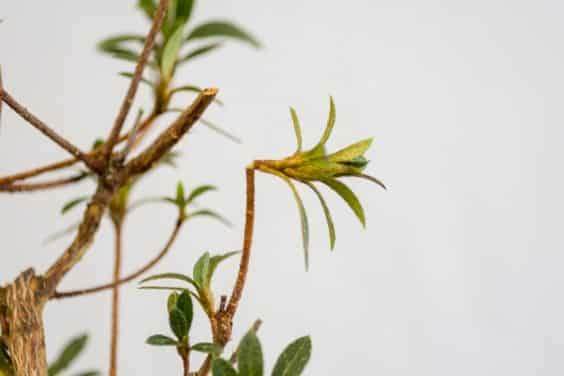 图解 如何修剪小月杜鹃花盆景的花蕾