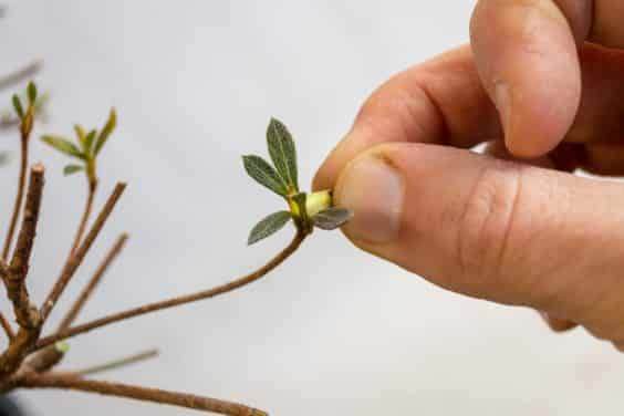 修剪杜鹃花盆景的芽