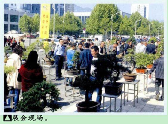 2016中原盆景艺术展在洛阳栾川展出