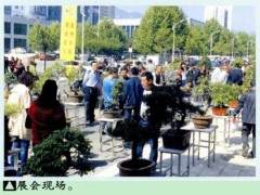 2016中原盆景艺术展在洛阳栾川展出