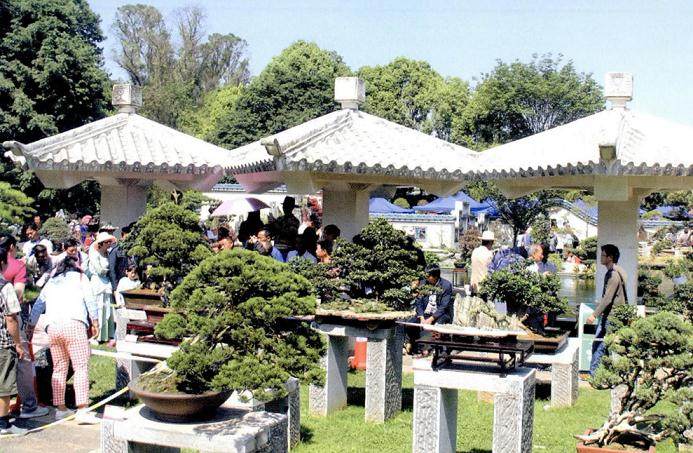 云南虽处于西南边陲 但其盆景有着丰富