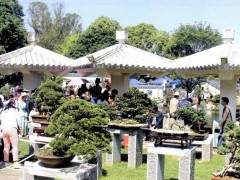 云南虽处于西南边陲 但其盆景有着丰富