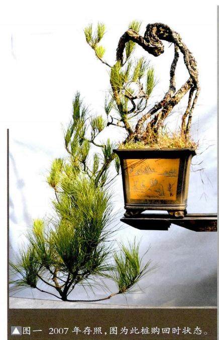 如何制作露根盆景?