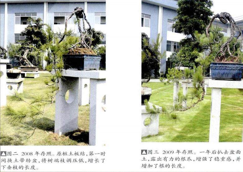 如何制作露根盆景?