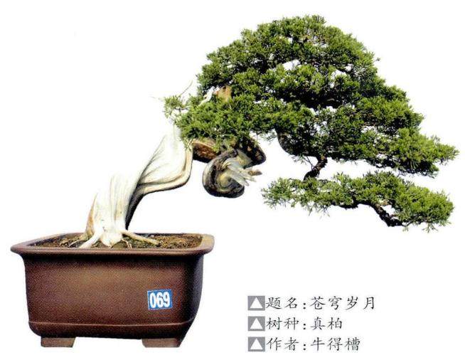 湖北盆景展在枣阳市瀑水法治文化广场举行