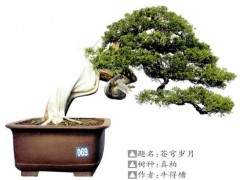 湖北盆景展在枣阳市瀑水法治文化广场举行