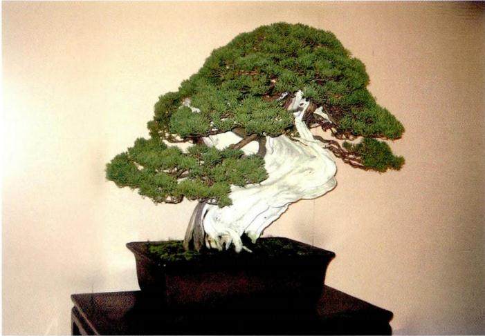 中国盆景复苏的时间不算长 也还未受到真正的重视