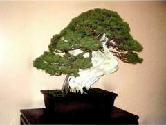 中国盆景复苏的时间不算长 也还未受到真正的重视