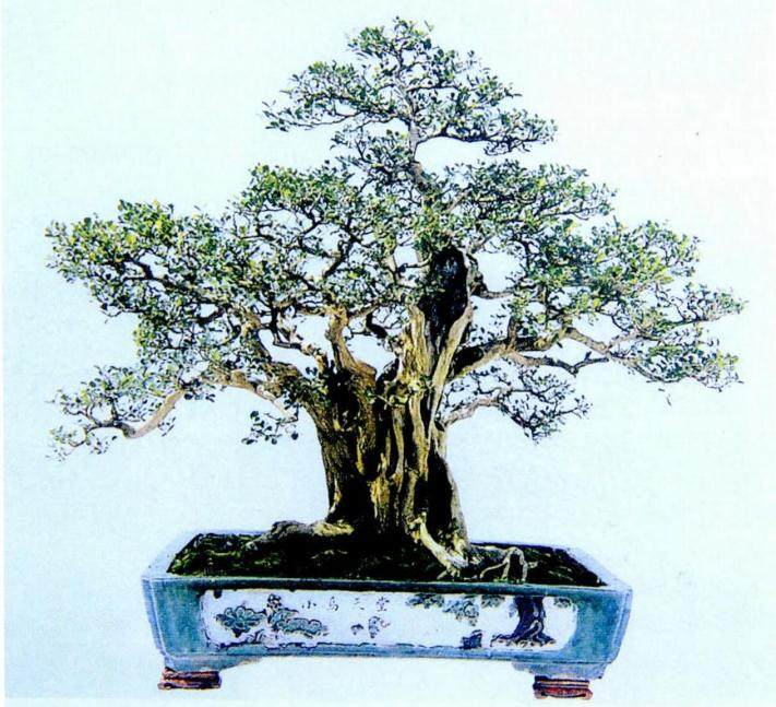 九里香盆景欣赏及病虫害防治