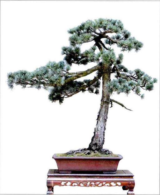 中国盆景的自然美主要表现在植物和山石上