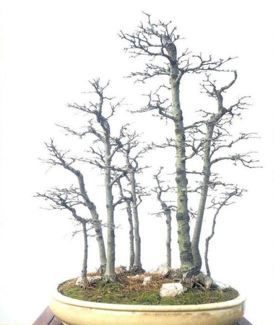 中国盆景的自然美主要表现在植物和山石上