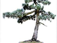 中国盆景的自然美主要表现在植物和山石上