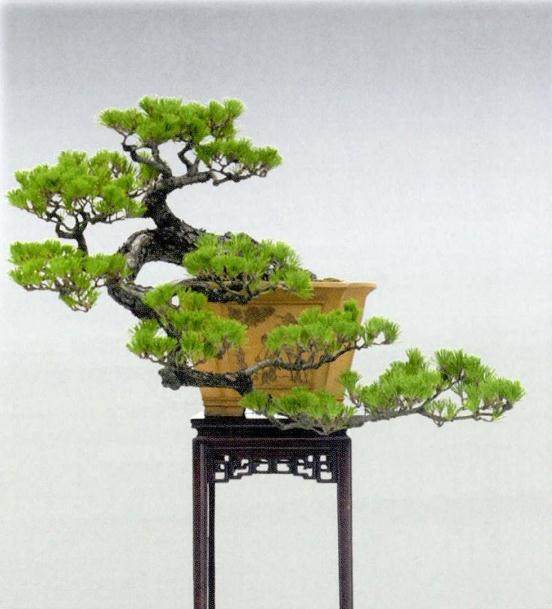 中国盆景艺术大师郑永泰先生数十年如一日