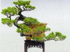 中国盆景艺术大师郑永泰先生数十年如一日