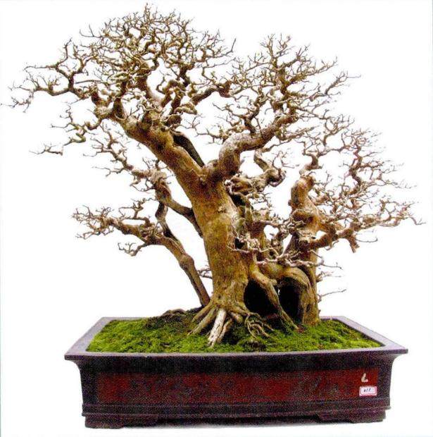 阳江江城岭南盆景艺术展