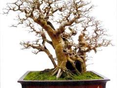 阳江江城岭南盆景艺术展