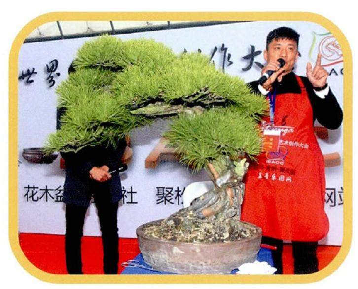 图解 本人对赤松盆景怎么制作的构想