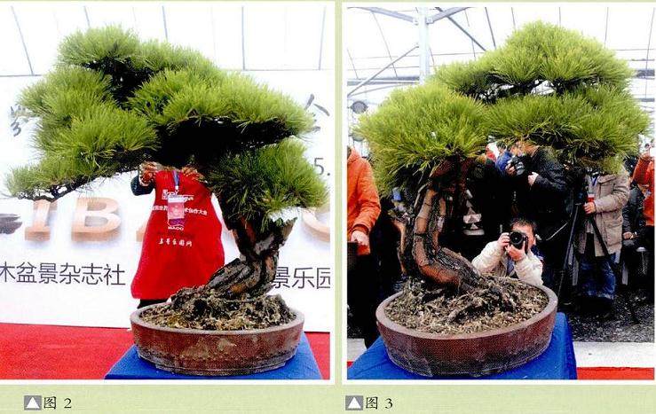 图解 本人对赤松盆景怎么制作的构想