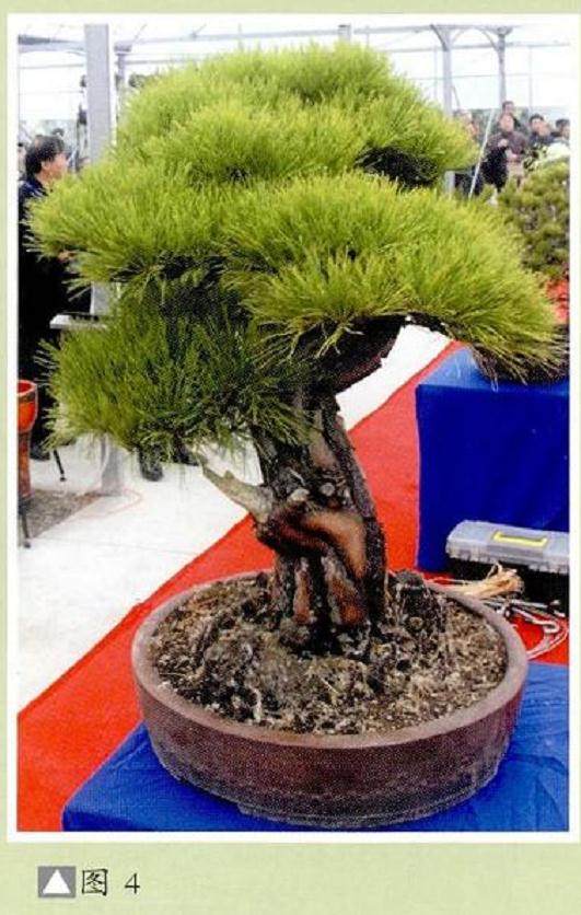 图解 本人对赤松盆景怎么制作的构想