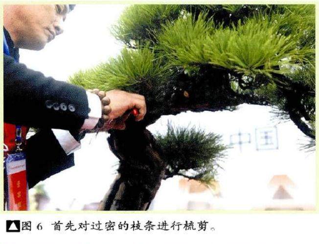 图解 本人对赤松盆景怎么制作的构想