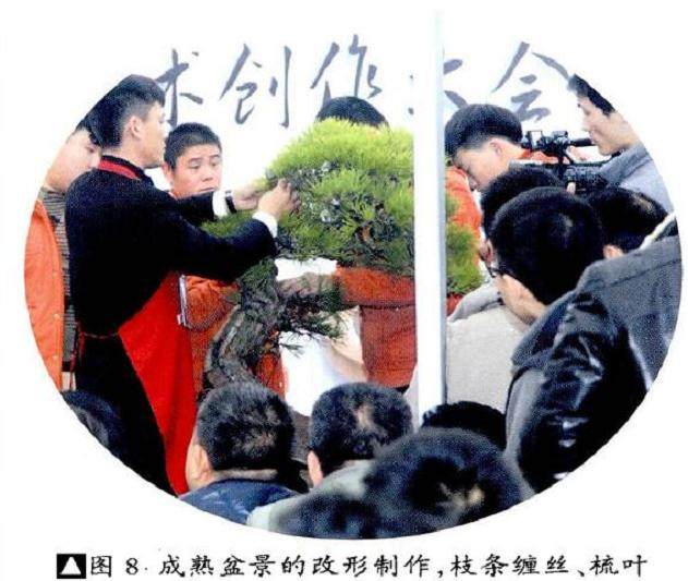 图解 本人对赤松盆景怎么制作的构想
