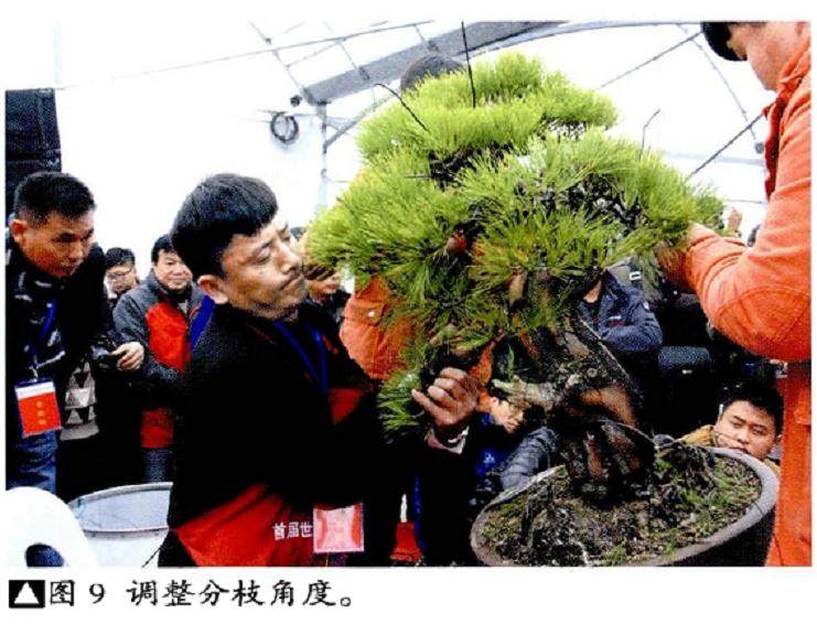 图解 本人对赤松盆景怎么制作的构想