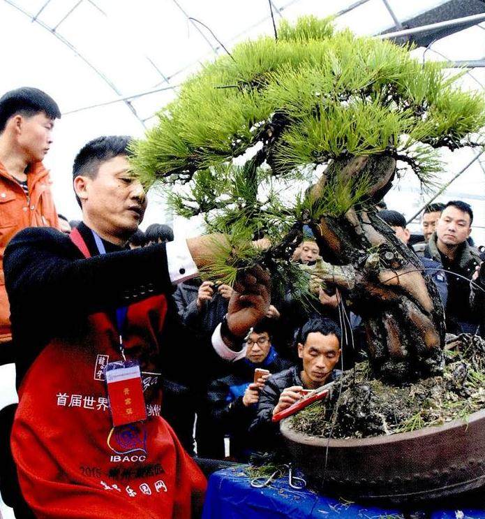 图解 本人对赤松盆景怎么制作的构想