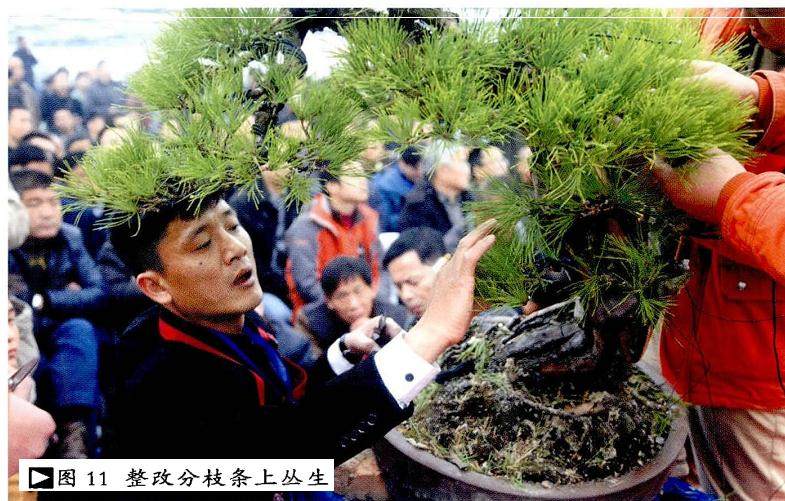 图解 本人对赤松盆景怎么制作的构想