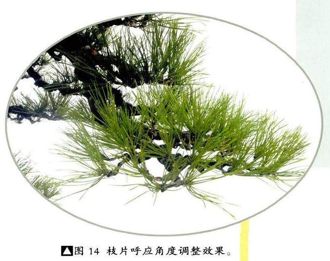 图解 本人对赤松盆景怎么制作的构想