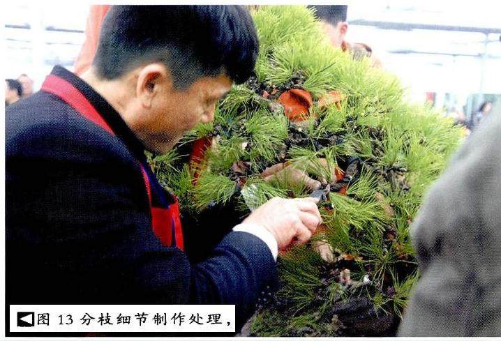 图解 本人对赤松盆景怎么制作的构想