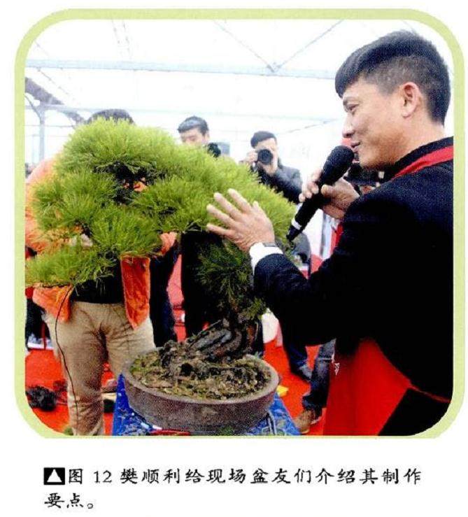 图解 本人对赤松盆景怎么制作的构想