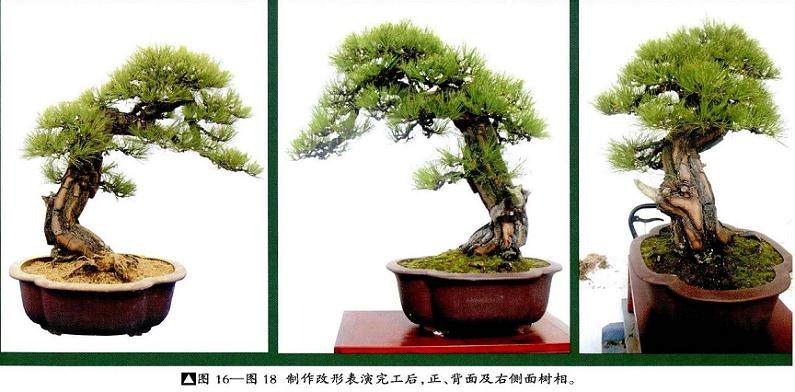 图解 本人对赤松盆景怎么制作的构想