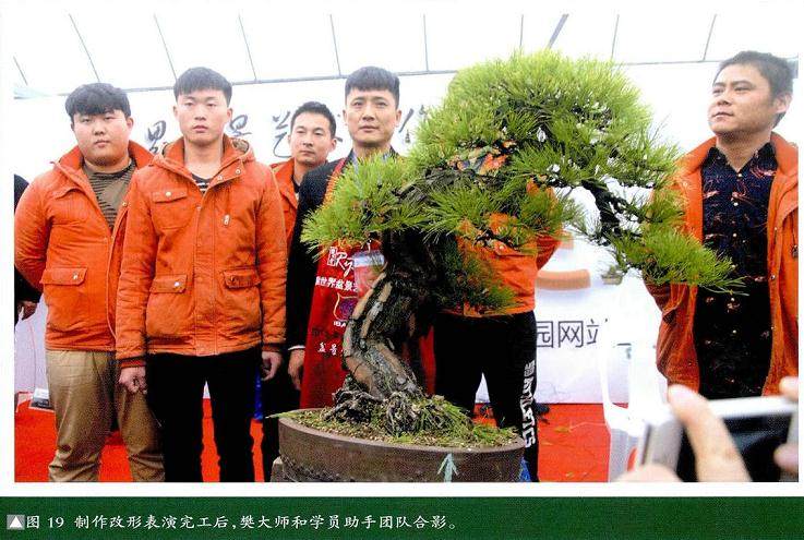 图解 本人对赤松盆景怎么制作的构想