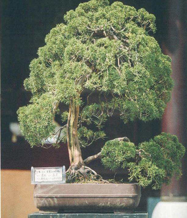 池州市举办了第三届奇石根艺花卉盆景展