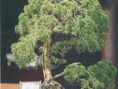 池州市举办了第三届奇盆景展