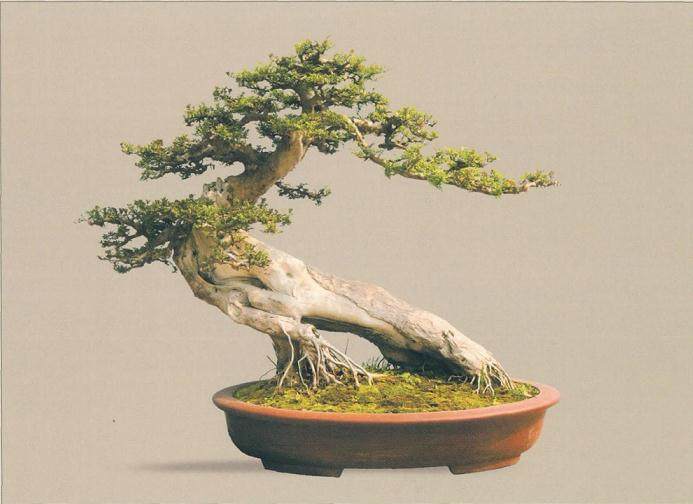 在协会评定的大师中 有德艺双馨的盆景大家