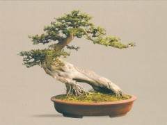 在协会评定的大师中 有德艺双馨的盆景大家