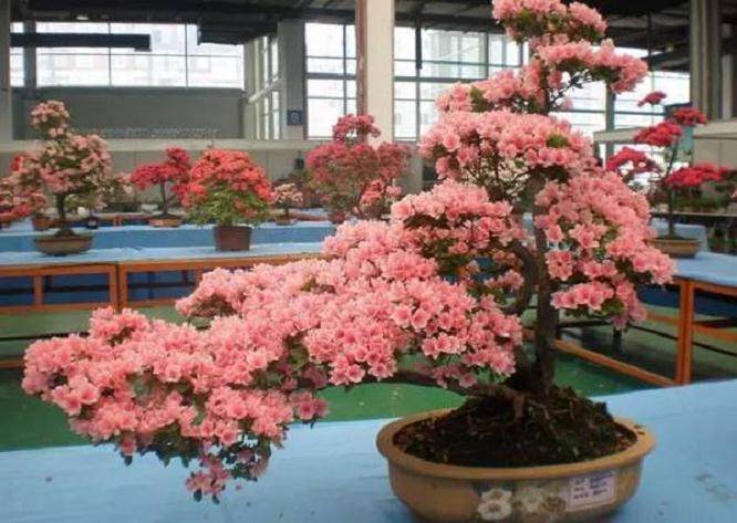 我们盆景人的境界在自乐 功底在心手