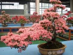 我们盆景人的境界在自乐 功底在心手