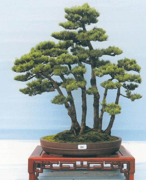 第八届盆景展在义乌世贸中心广场盛大举办