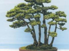 第八届盆景展在义乌世贸中心广场盛大举办