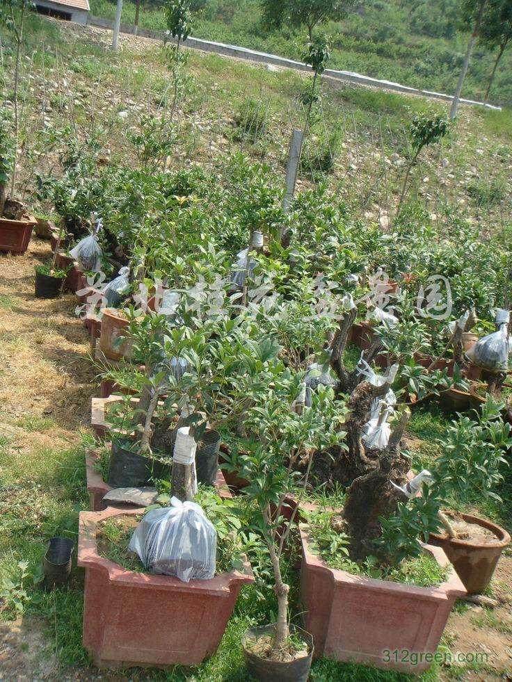 苏北盆景协会联盟成立